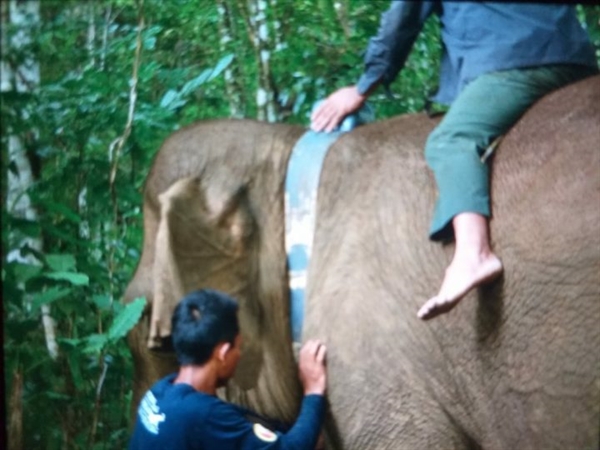 Pantau Pergerakan Gajah Sumatera, KLHK Manfaatkan Teknologi GPS